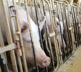 Inspector General, Smithfield Make News on Pig Production