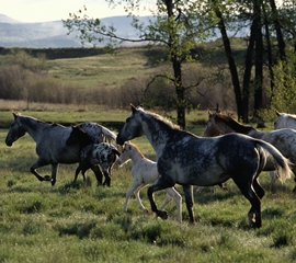 WILD HORSES