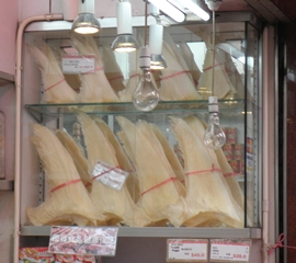 Shark fins on display