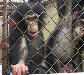 Chimps at research facility
