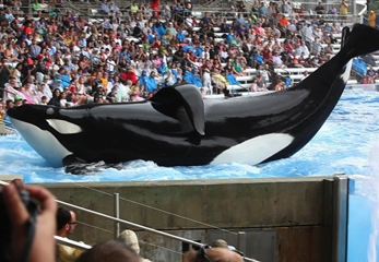 “Blackfish” Is a Must-See Film for Summer