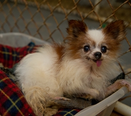 Talk Back: New Rule the Beginning of Efforts to Crack Down on Puppy Mills