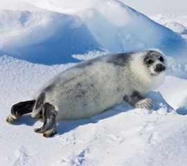10-day-old harp seal