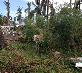 Typhoon Yolanda Leaves Devastation in Philippines