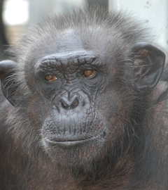 Great News for Great Apes