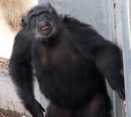Chimp Haven video