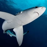 270x240 Blue Shark Alamy