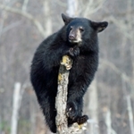 black bear istock