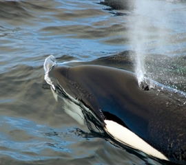 Gotta Have Heart – for Orcas