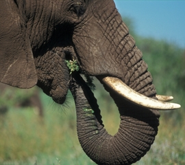 HSUS’ Family Planning Work – for Elephants