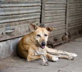 Olympian Tom McMillen Says “Nyet” to Street Dog Slaughter