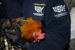 rooster rescued in Covington County