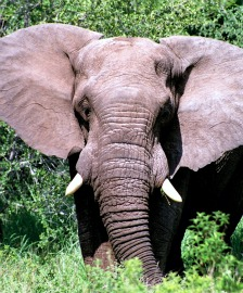 U.S. Move Offers Reprieve to Elephants in Tanzania, Zimbabwe