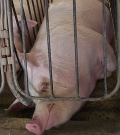 One More Big Whack Against Gestation Crates, With Progress Throughout Latin America