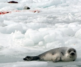 World Trade Organization Rules for Seals, Says Animal Welfare Counts