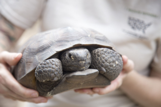 Digging Up Dirt – to Expose Cruelty, and to Help Tortoises