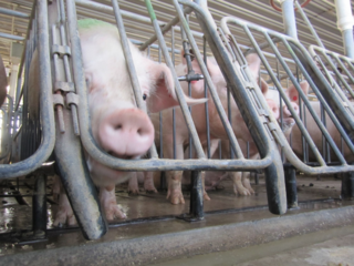 PIGS_IN_GESTATION_CRATES