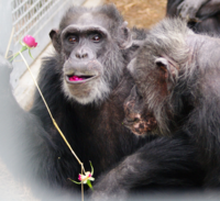 New Digs, New Chance for New Iberia Chimps
