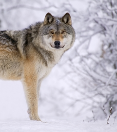 Howling for Wolves and Voting Rights in Michigan