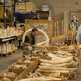 Hong Kong Gives Swift Kick to Ivory Traders