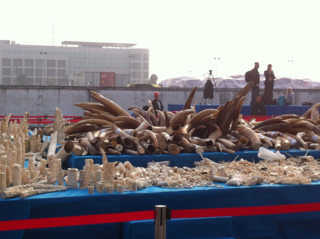 Crushing the Ivory Trade in 2014?