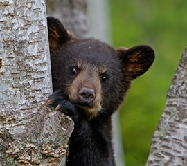 270x240 Bear Cub -credit Alamy