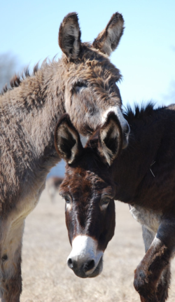 Burrowing in on Wild Horse and Burro Management