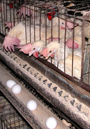 Unfinished Business for Laying Hens