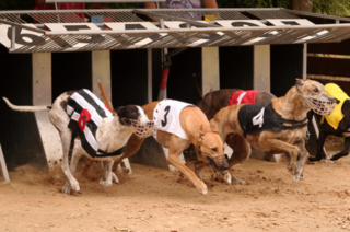 Long Odds for Survival for Greyhound Racing