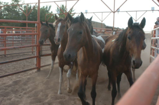 Horses held for slaughter