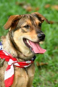 Don’t Let Hot Cars, Fireworks and Extreme Weather Ruin July 4th Celebration – for Pets