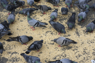 Houston, We Have a Problem – With Bird Poisoning