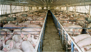 Time to Make a Racket About Ractopamine in U.S. Pigs