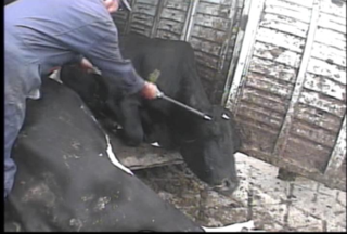 California downer cow abuse