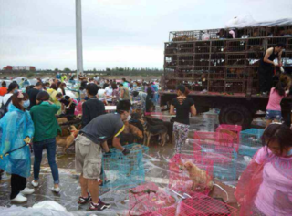 Dog Meat Transport Trucks in China Intercepted, Evacuated