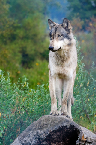 Slugfest Over Michigan Wolves Continues – So Much at Stake With November Votes