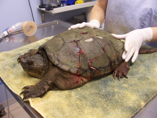 Turtle Diaries, Tortoise Travails