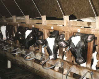 Nestlé to Overhaul Farm Animal Treatment Across the Globe