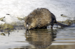 Canada Stops Mounties From Pulling Muskrat Out of the Hat