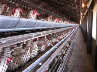 Breaking News: Critical Courtroom Victory to Benefit Millions of Egg-Laying Hens