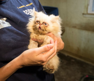 N.C. Puppy Mill Rescue Highlights Deception, Dangers of Internet Sales of Dogs, Cats