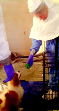 Ebola and Animals – at Home and West Africa