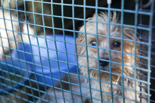 HSUS Responders Hit Two Puppy Mills in Mississippi Yesterday