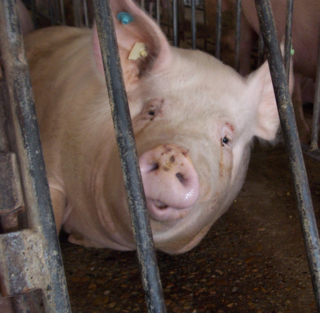 The Intersection of Gestation Crates and Presidential Politics