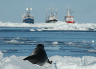 Canadian Sealers Propose Bill to Stop Cameras From Documenting Slaughter
