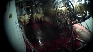 New HSUS Exposé Reveals Deplorable Slaughter of ‘Spent’ Egg-Laying Hens