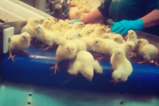 Unilever: There Must Be a Better Way for Day-Old Male Chicks