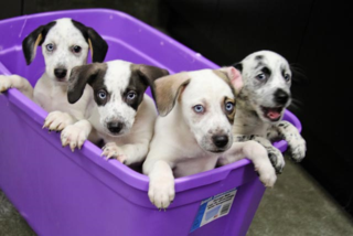 Blue eyed puppies from Bowling Green HS