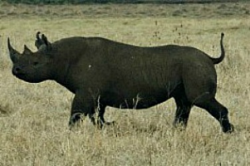 Black Rhinos and African Lions in the Crosshairs