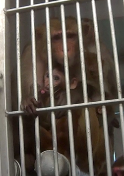 Primates at Texas Biomed